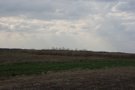 Fields of willow crops