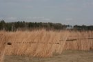 The drying of the willow rods just after stripping