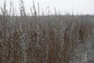 Blooming willow on one of hundreds of hectares of farmland